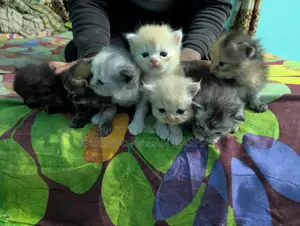 Pure Persian Cat Kittens