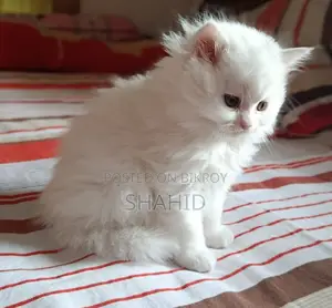 পার্শিয়ান বিড়াল