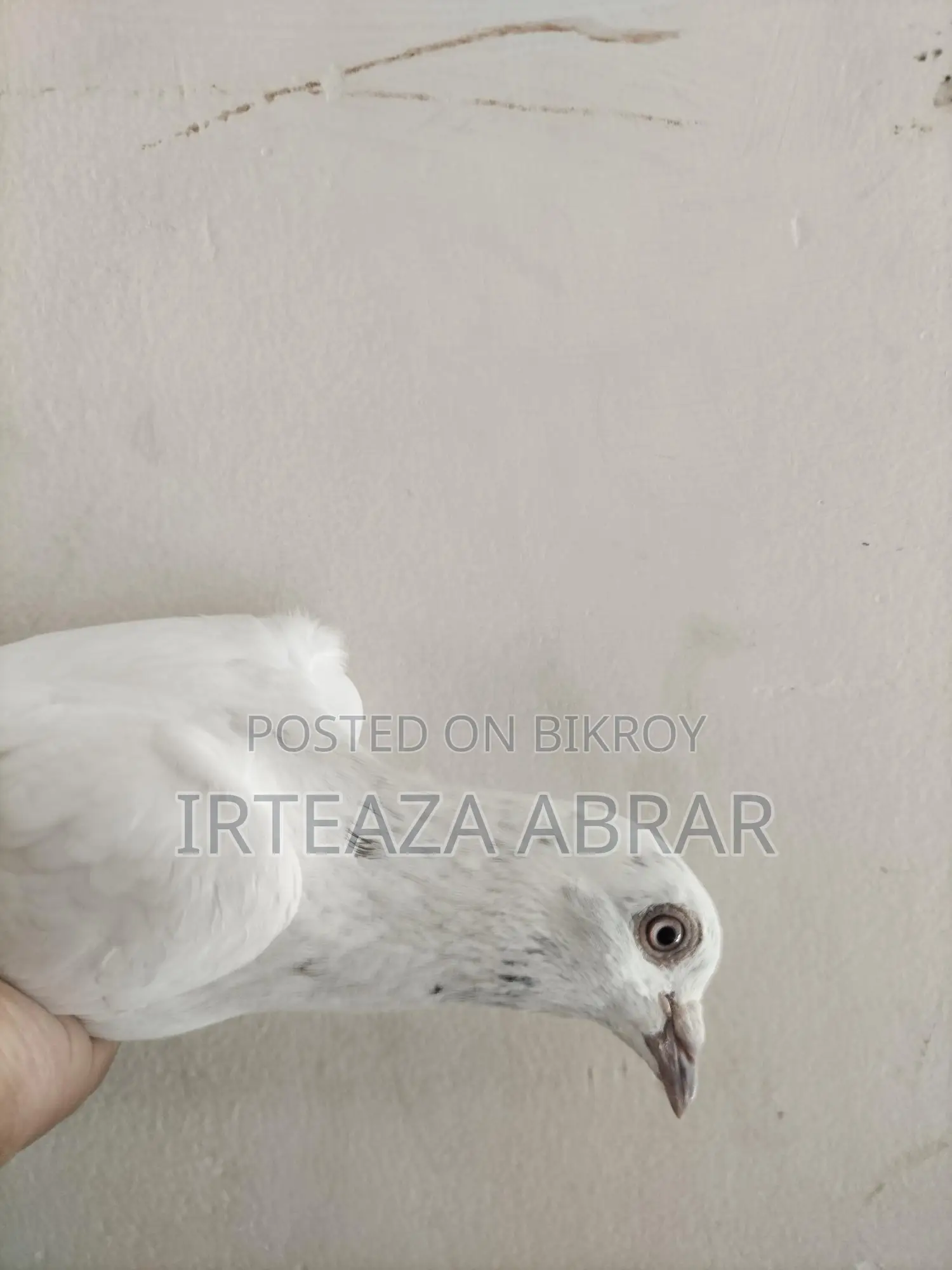 Sobji Huma (Male) & Deep White (Female)