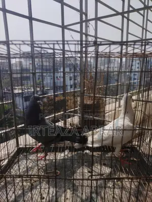 Sobji Huma (Male) & Deep White (Female)