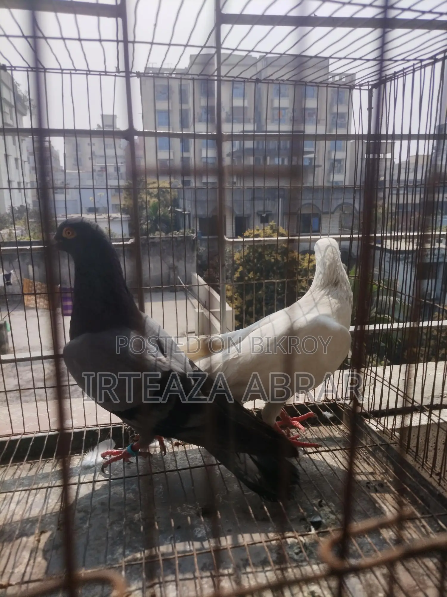 Sobji Huma (Male) & Deep White (Female)