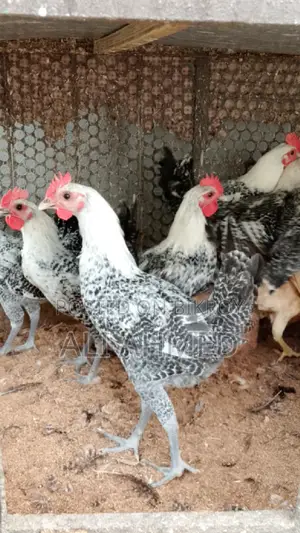 মিশরী ফাওমি