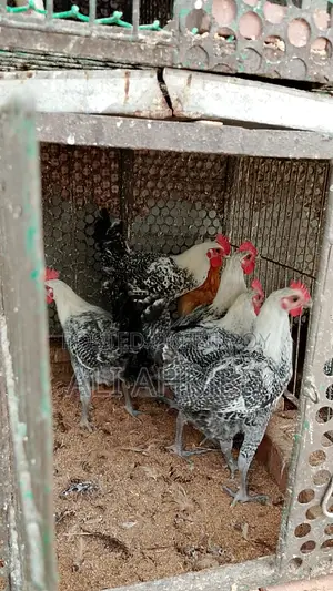 মিশরী ফাওমি