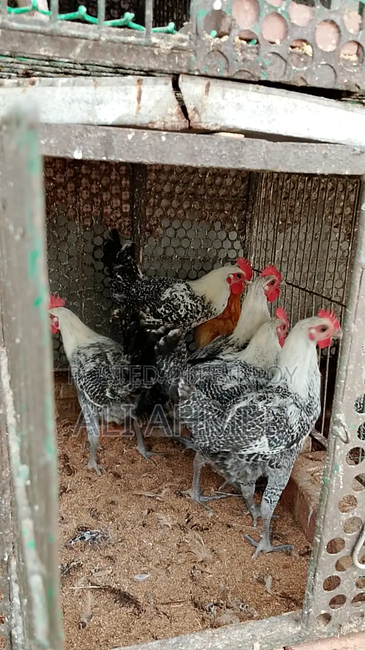 মিশরী ফাওমি