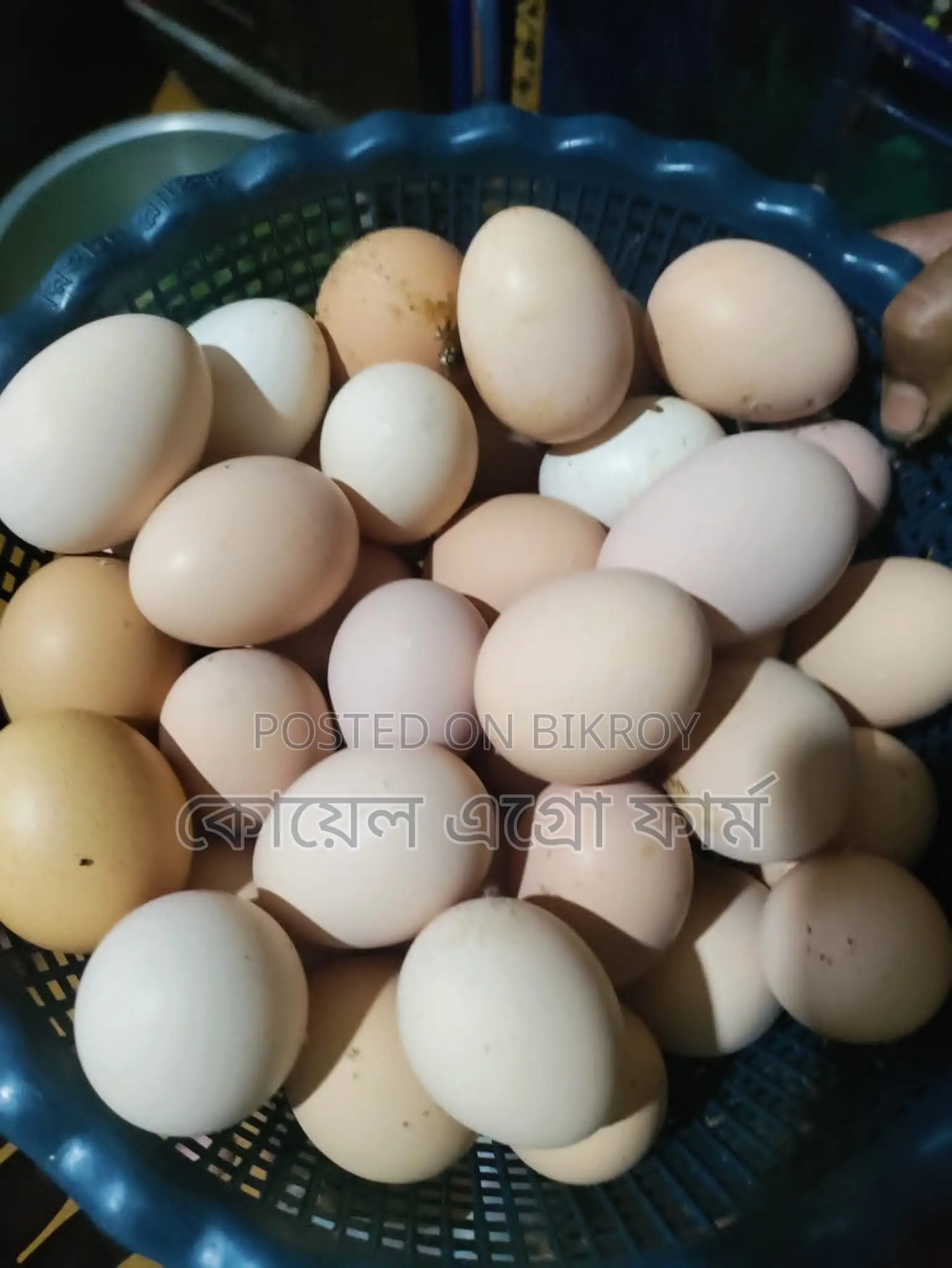 টাইগার মুরগির বীজ ডিম