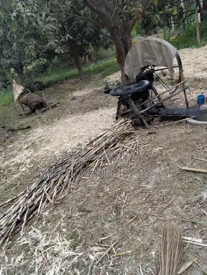 Sugarcane Jaggery