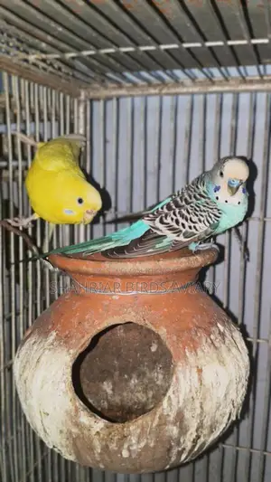 Running Budgie Birds