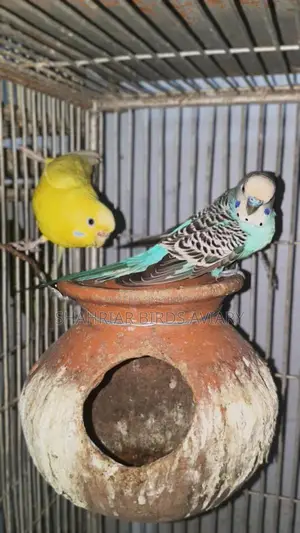 Running Budgie Birds