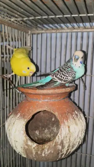Running Budgie Birds