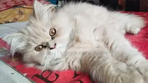 বিদেশি বিড়াল