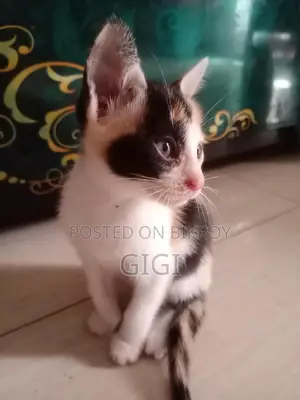 Kitten for Sale