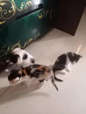 Kitten for Sale