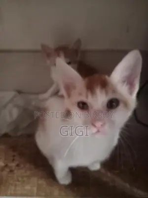 Kitten for Sale