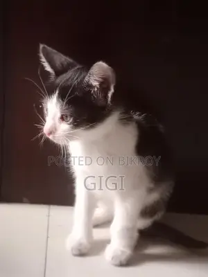 Kitten for Sale