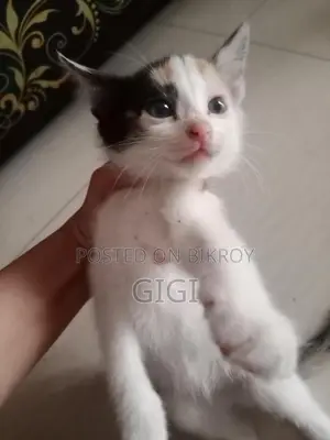 Kitten for Sale