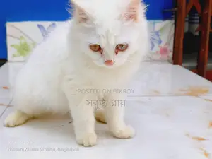 পার্সিয়ান বিড়াল