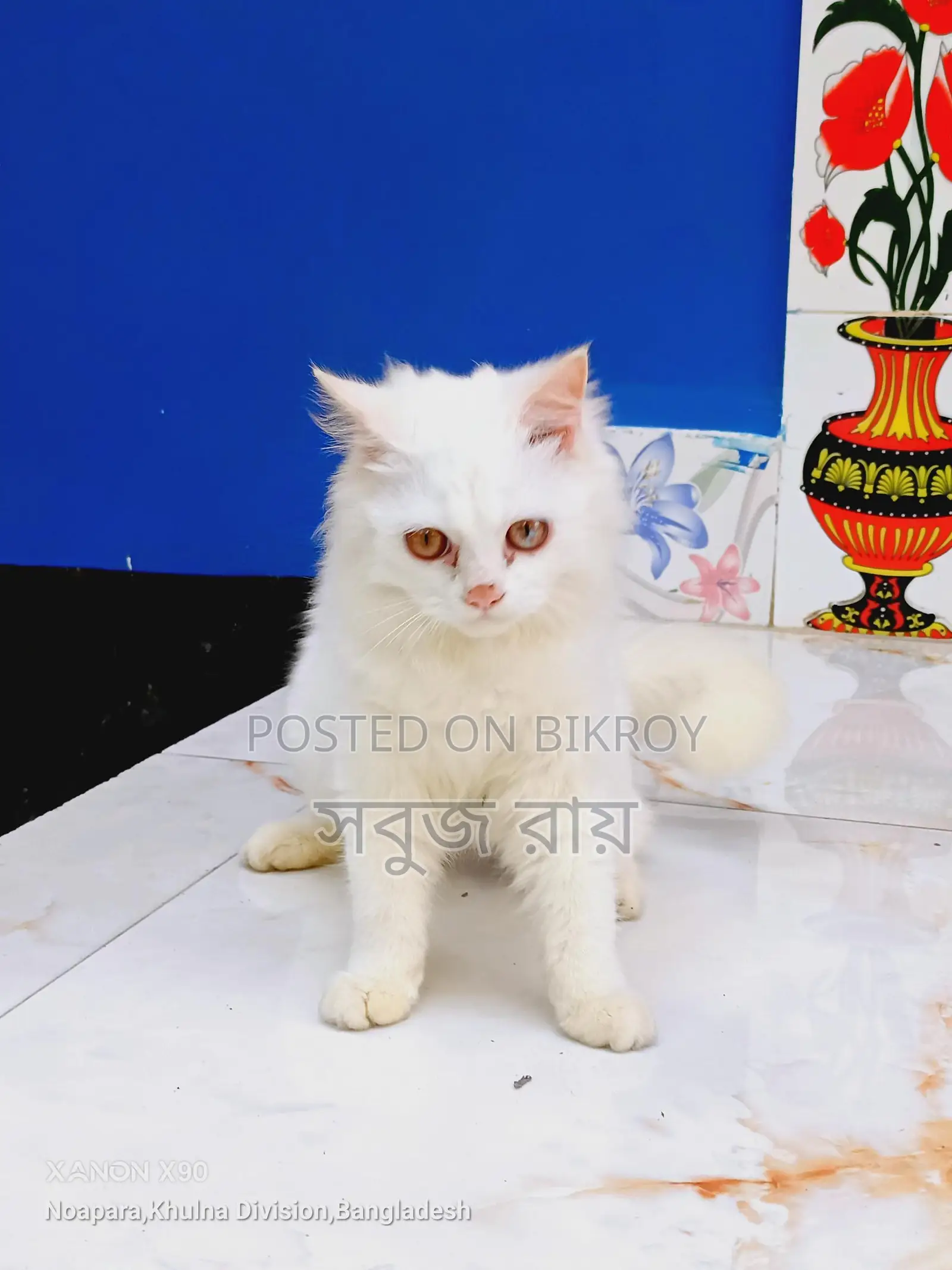 পার্সিয়ান বিড়াল