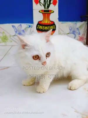 পার্সিয়ান বিড়াল