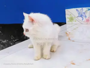 পার্সিয়ান বিড়াল
