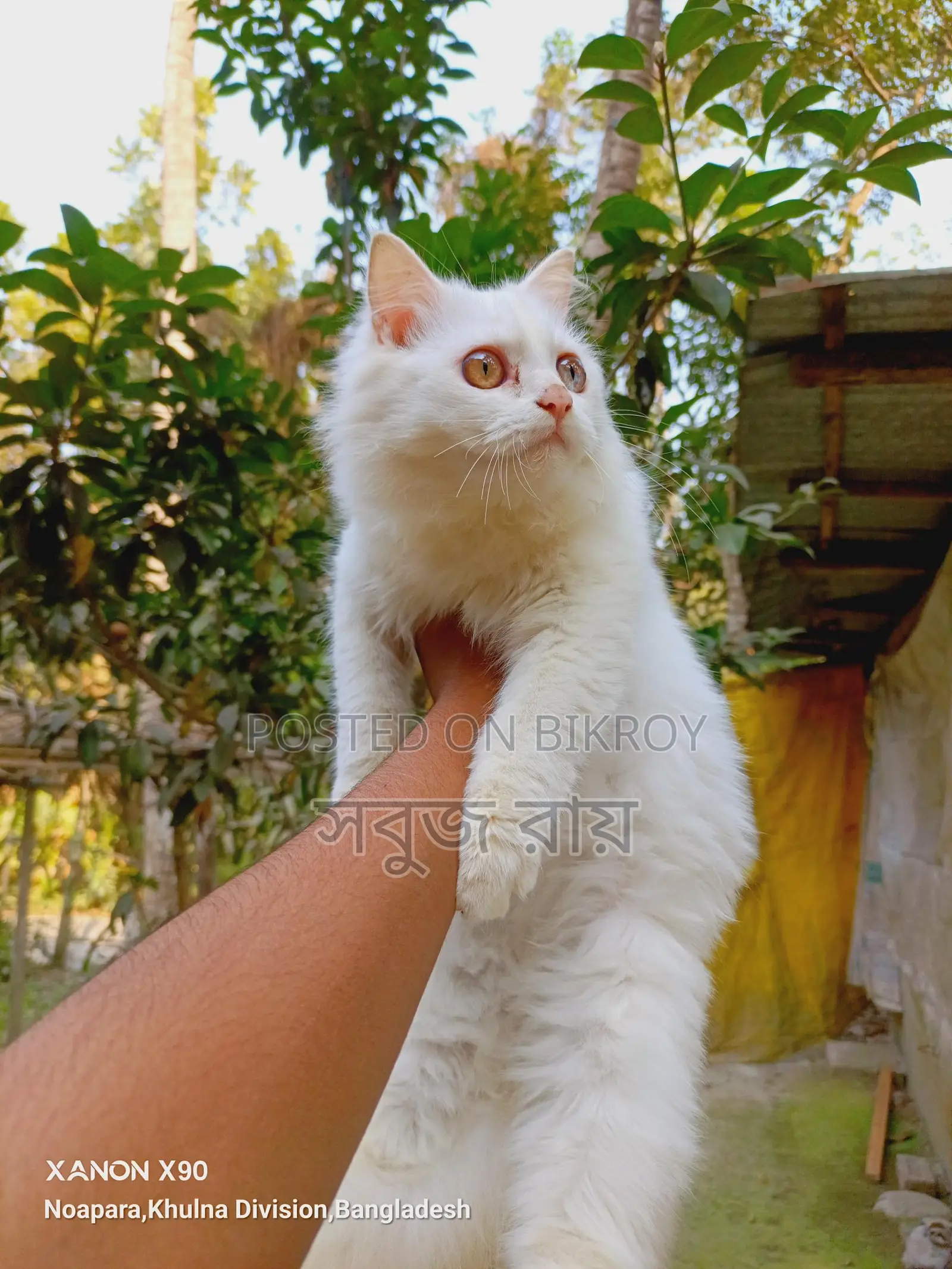 পার্সিয়ান বিড়াল