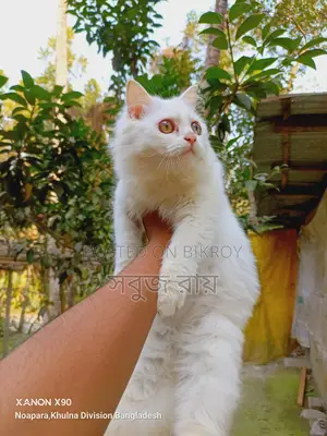 পার্সিয়ান বিড়াল