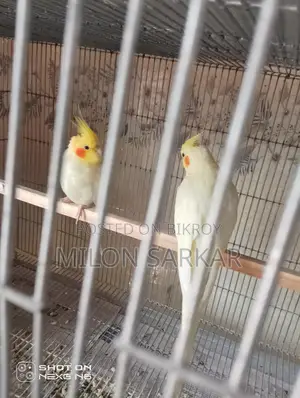 Cockatiel Bird for Sale