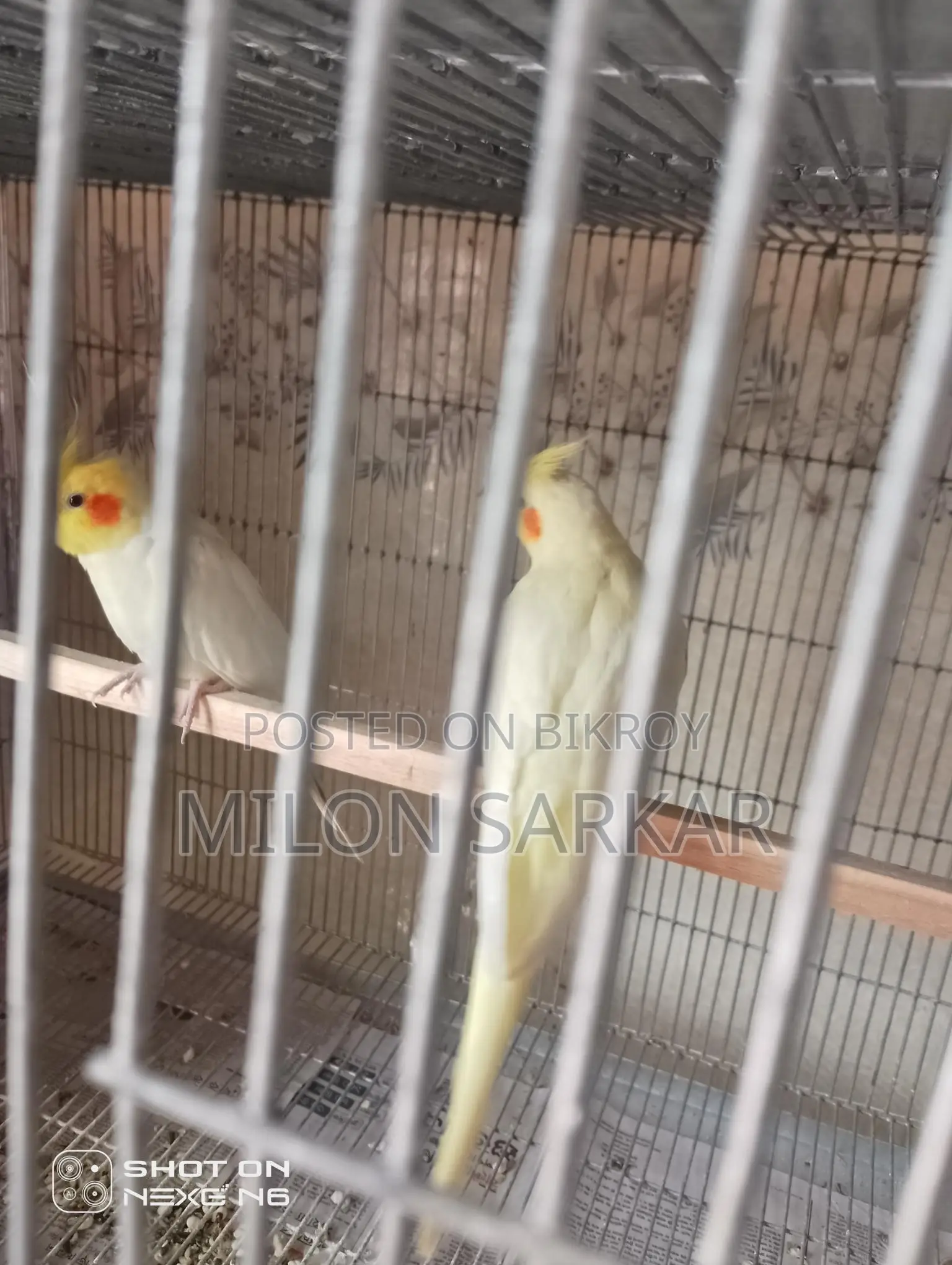 Cockatiel Bird for Sale