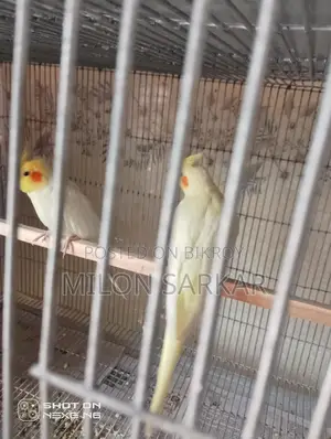 Cockatiel Bird for Sale