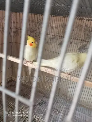 Cockatiel Bird for Sale