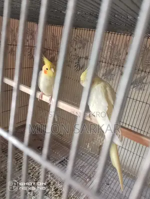 Cockatiel Bird for Sale