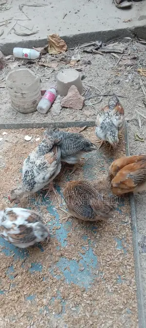 মোরগ SALE