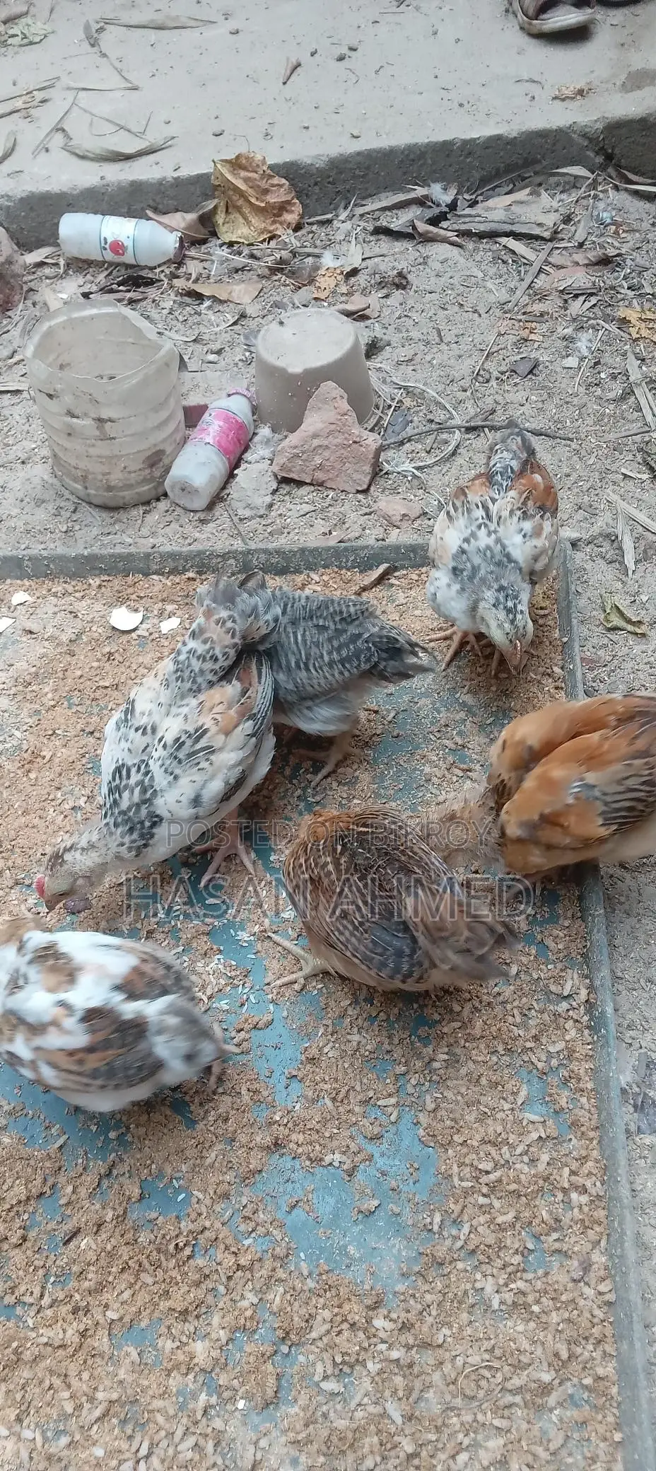 মোরগ SALE