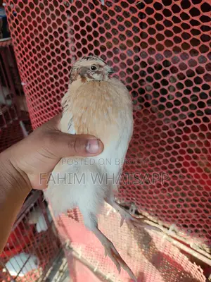 European Quail Hatching Eggs