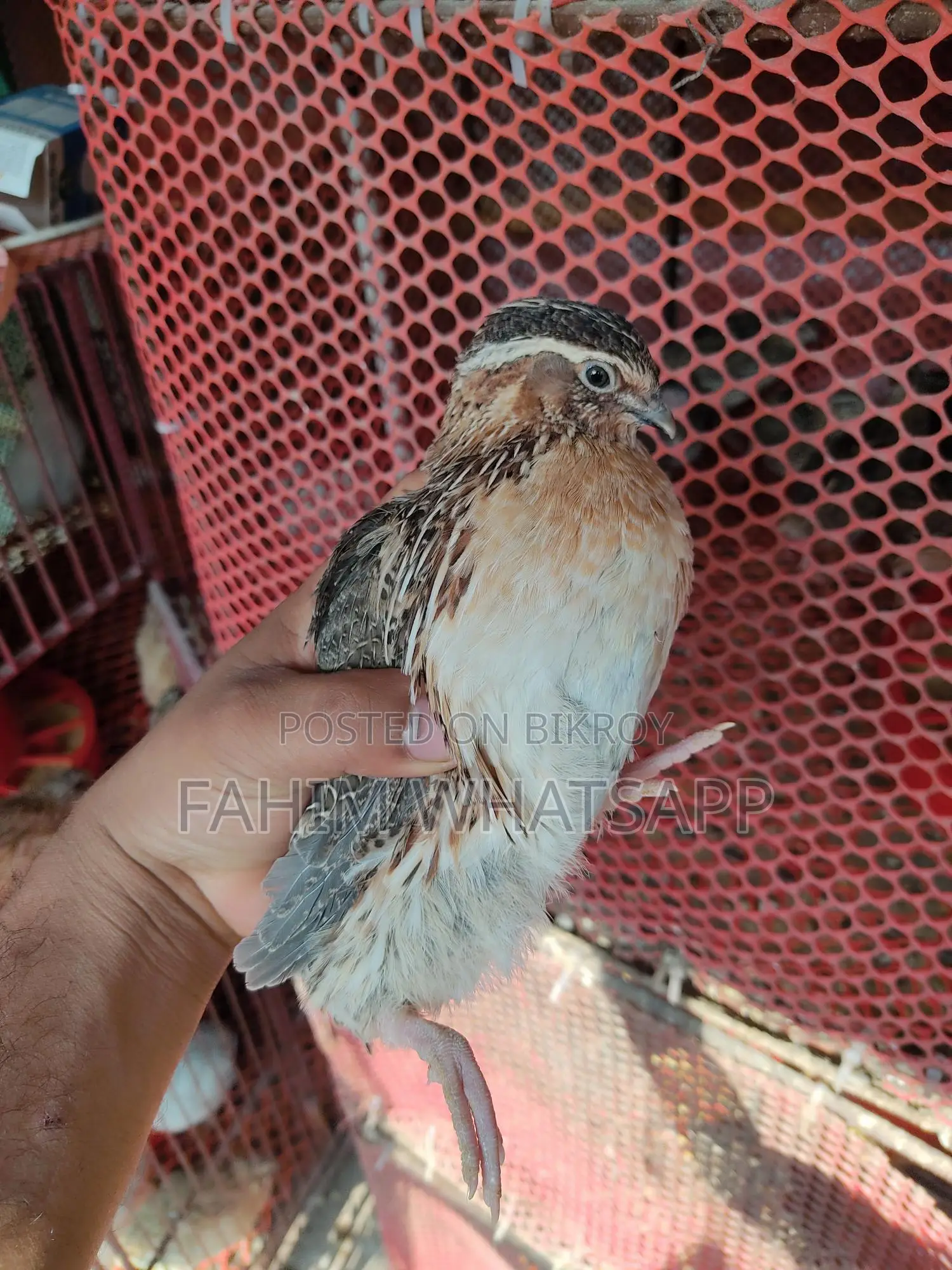 European Quail Hatching Eggs