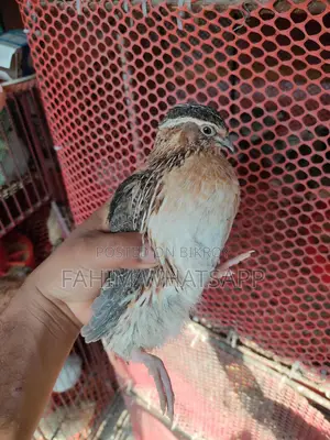 European Quail Hatching Eggs