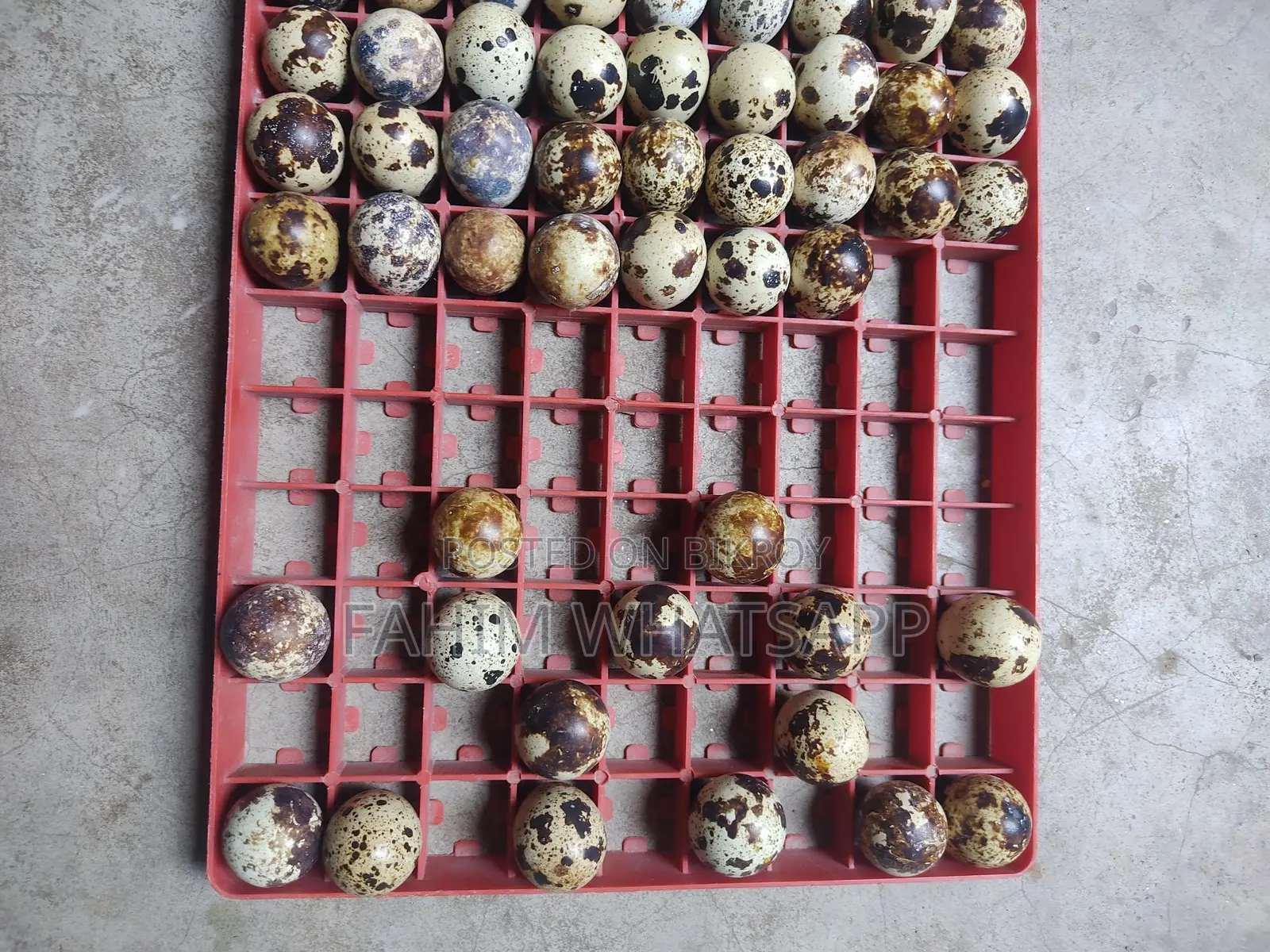 European Quail Hatching Eggs