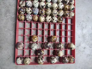 European Quail Hatching Eggs