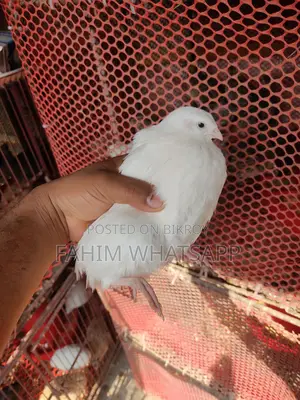 European Quail Hatching Eggs