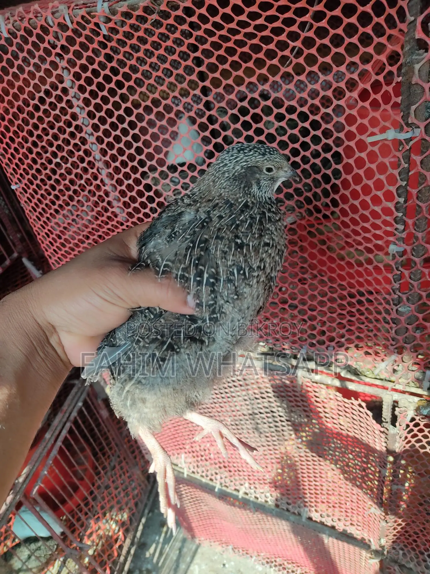 European Quail Hatching Eggs