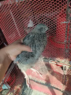 European Quail Hatching Eggs