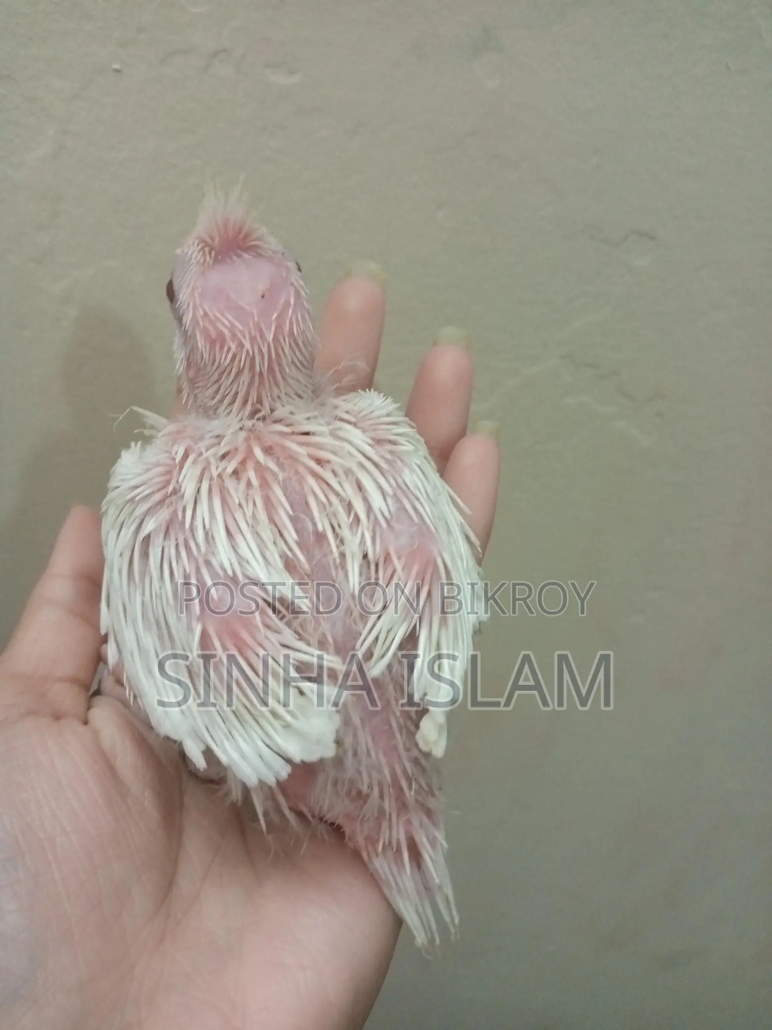 Cockatiel