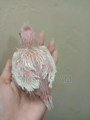 Cockatiel