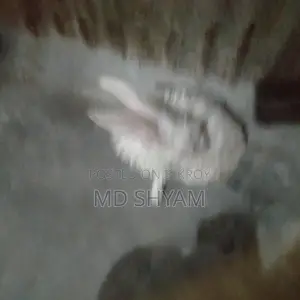 Rabbits for sale