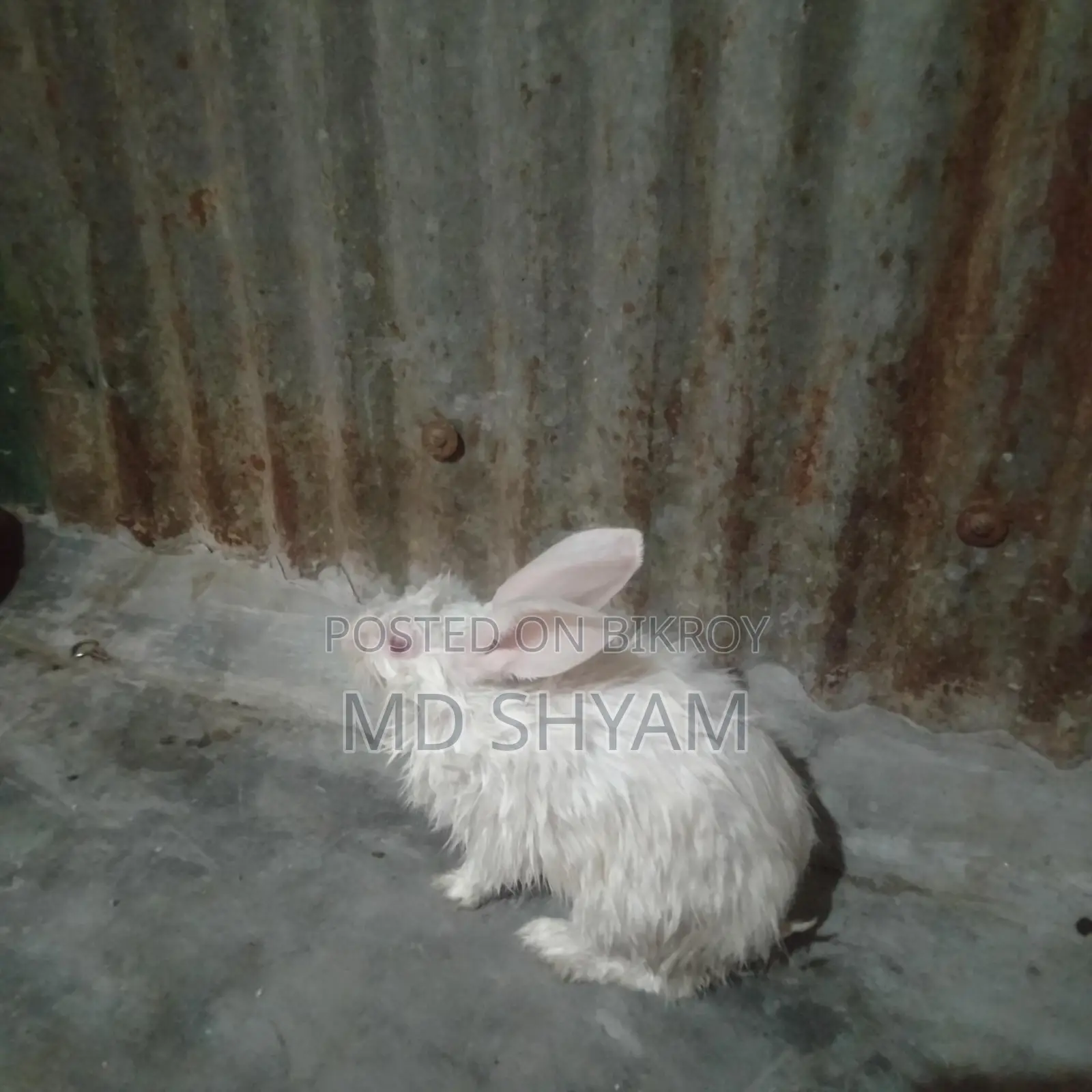 Rabbits for sale