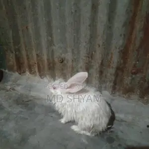 Rabbits for sale
