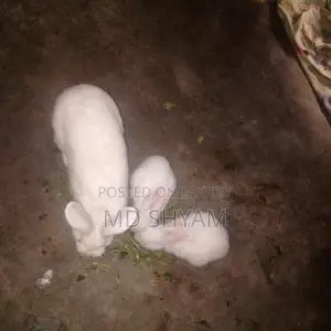 Rabbits for sale