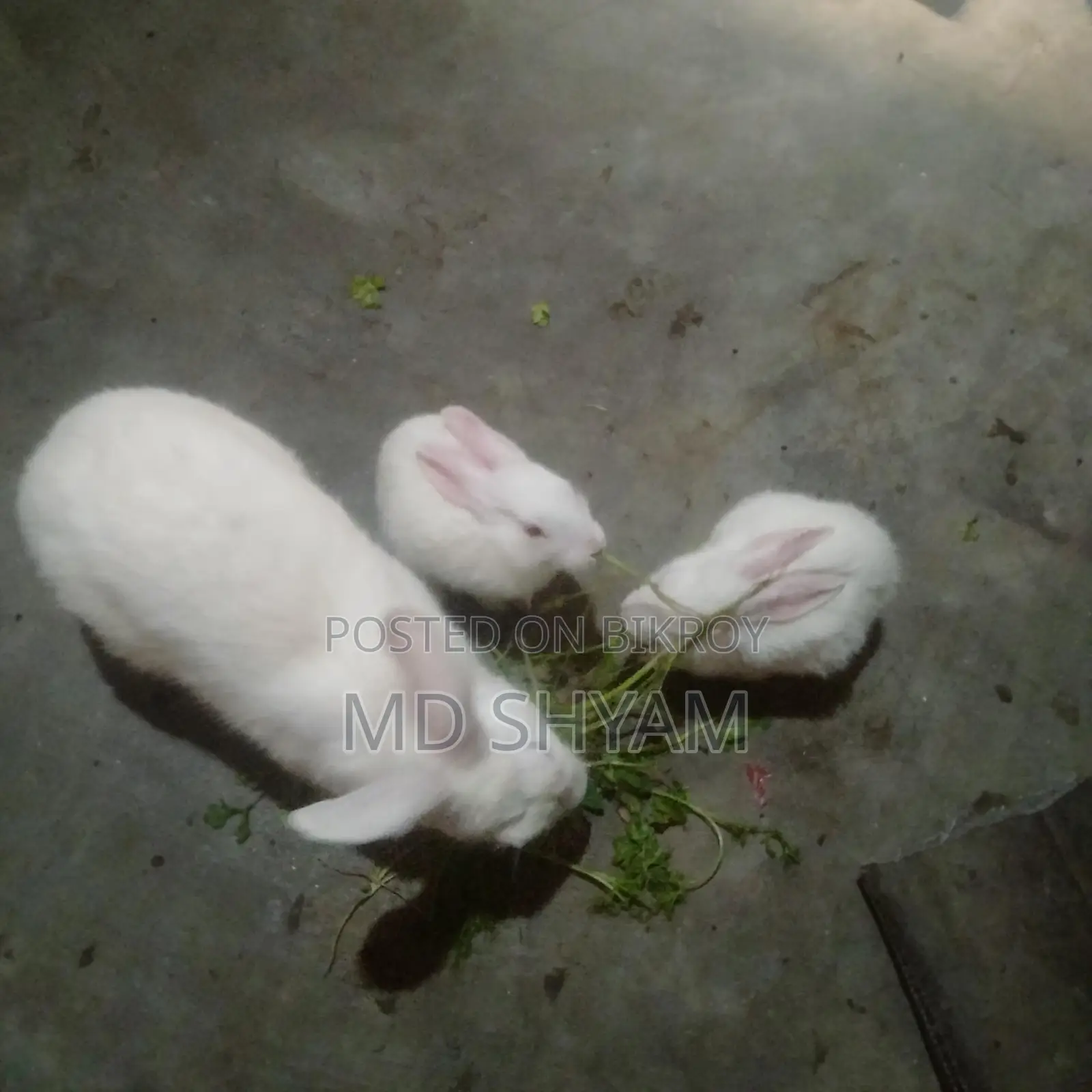 Rabbits for sale