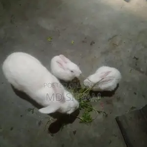 Rabbits for sale