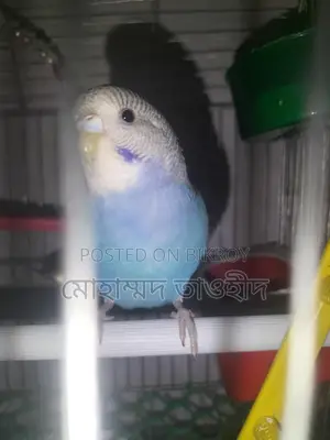 Budgerigar Bird Family