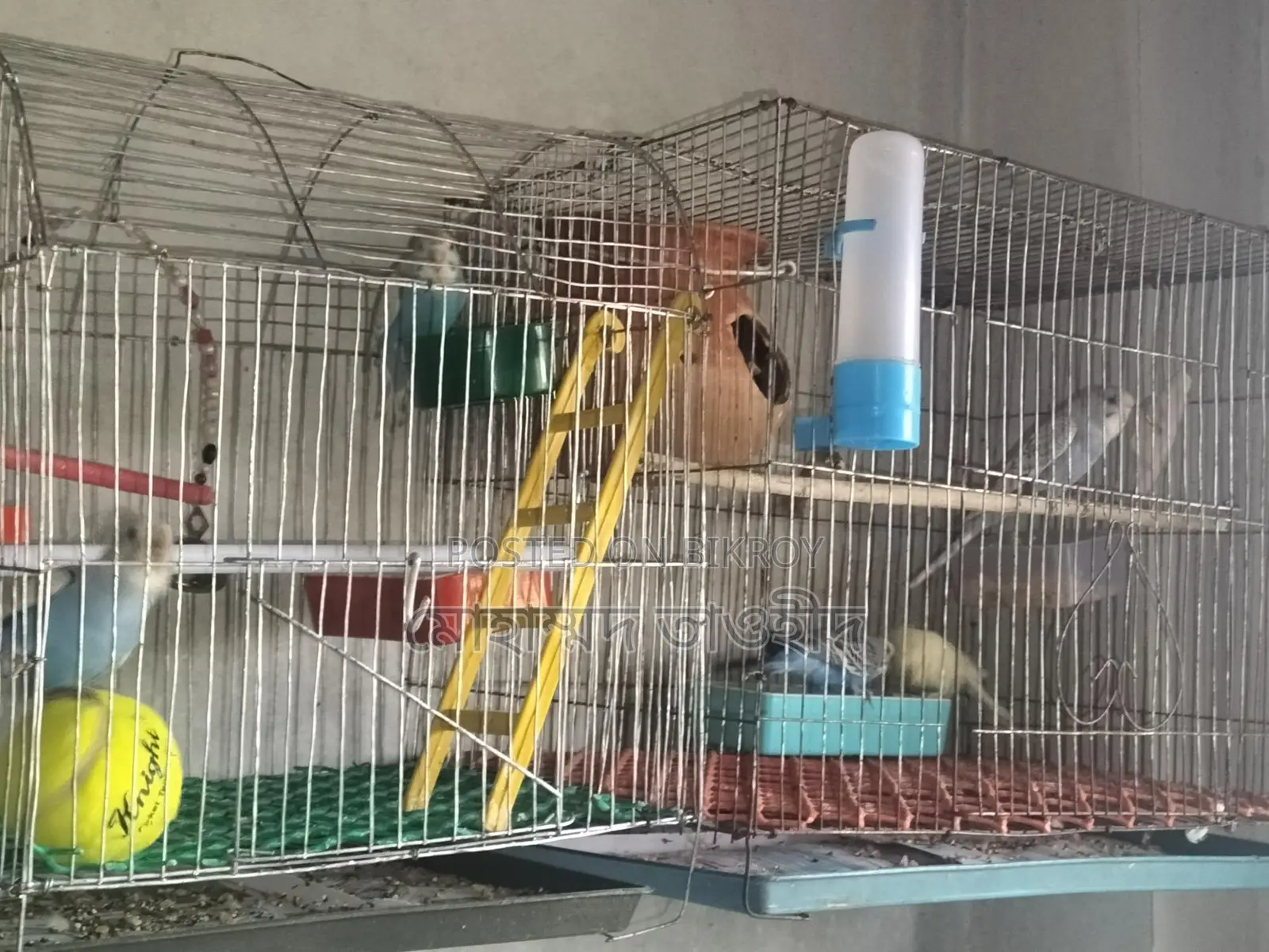Budgerigar Bird Family